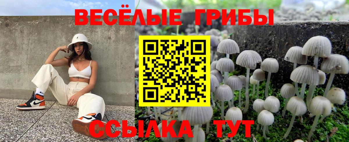 Кировск  закладки  Вход с VPN  Псилоцибиновые грибы GOLDEN TEACHER 